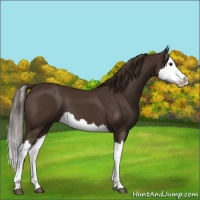 Horse Color:Liver Chestnut Splash 