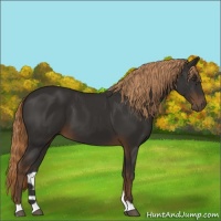 Horse Color:Liver Chestnut 