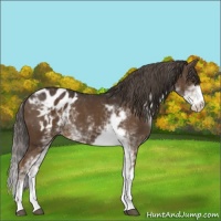 Horse Color:Liver Chestnut Sabino Appaloosa 