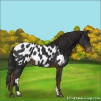 Horse Color:Liver Chestnut Appaloosa Rabicano 