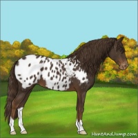 Horse Color:Liver Chestnut Appaloosa 