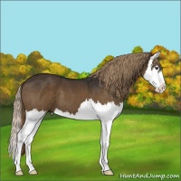 Horse Color:Liver Chestnut Splash