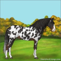 Horse Color:Liver Chestnut Splash Appaloosa 