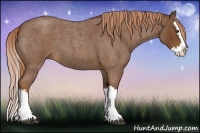 Horse Color:Red Roan Splash 