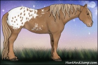 Horse Color:Chestnut Appaloosa 
