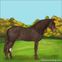 Horse Color:Liver Chestnut Appaloosa Rabicano 