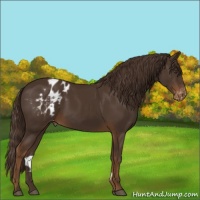 Horse Color:Liver Chestnut Appaloosa Rabicano 