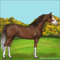 Horse Color:White Spotted Liver Chestnut Splash 
