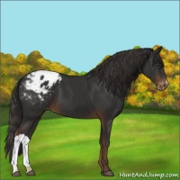 Horse Color:Liver Chestnut Appaloosa 