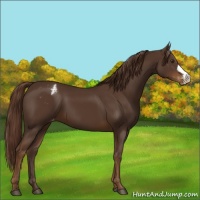 Horse Color:Liver Chestnut Appaloosa 