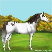 Horse Color:Liver Chestnut Splash Blanket 