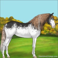 Horse Color:White Spotted Liver Chestnut Splash 