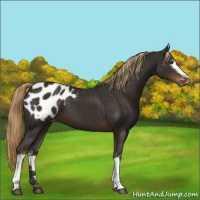 Horse Color:White Spotted Liver Chestnut Appaloosa