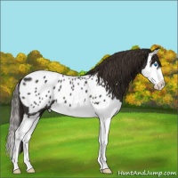 Horse Color:Liver Chestnut Sabino Splash Appaloosa 