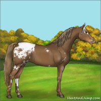 Horse Color:White Spotted Liver Chestnut Appaloosa 