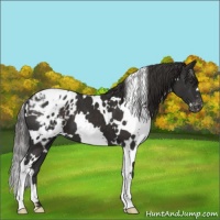 Horse Color:White Spotted Liver Chestnut Appaloosa 
