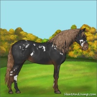 Horse Color:White Spotted Liver Chestnut Varnish 