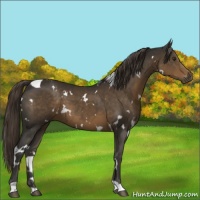 Horse Color:White Spotted Liver Chestnut 