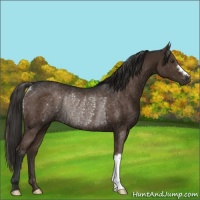 Horse Color:Liver Chestnut Rabicano 