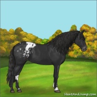 Horse Color:Liver Chestnut Sabino Appaloosa 