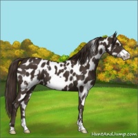 Horse Color:White Spotted Liver Chestnut Frame Appaloosa 