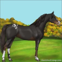 Horse Color:Liver Chestnut Sabino Appaloosa