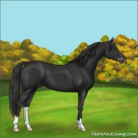 Horse Color:Liver Chestnut Varnish 