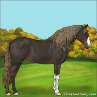 Horse Color:Liver Chestnut 
