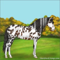 Horse Color:Liver Chestnut Sabino Leopard 
