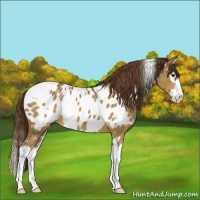 Horse Color:White Spotted Liver Chestnut Sabino Splash Appaloosa 