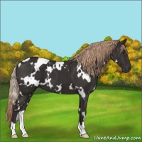 Horse Color:White Spotted Liver Chestnut 