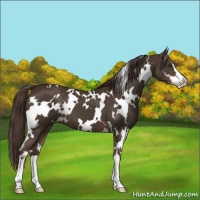 Horse Color:White Spotted Liver Chestnut Sabino 