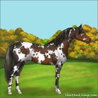 Horse Color:White Spotted Liver Chestnut 