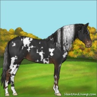 Horse Color:White Spotted Liver Chestnut Appaloosa 