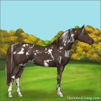 Horse Color:White Spotted Liver Chestnut Sabino 