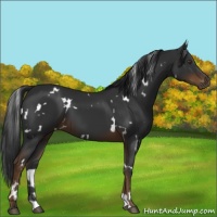Horse Color:White Spotted Liver Chestnut 