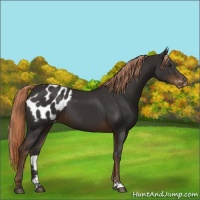 Horse Color:Liver Chestnut Sabino Blanket 