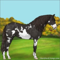 Horse Color:White Spotted Liver Chestnut Frame 