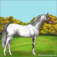 Horse Color:White Spotted Liver Chestnut Varnish 