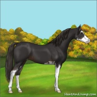 Horse Color:Liver Chestnut Sabino Appaloosa 