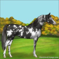 Horse Color:White Spotted Liver Chestnut Sabino 