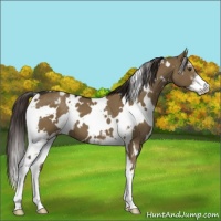 Horse Color:White Spotted Liver Red Dun Sabino Blanket