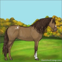 Horse Color:Liver Red Dun Appaloosa