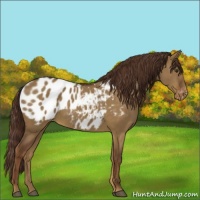 Horse Color:Liver Red Dun Appaloosa 