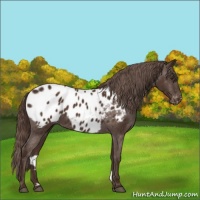 Horse Color:Liver Chestnut Appaloosa 