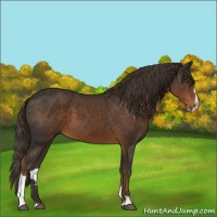 Horse Color:Liver Chestnut Sabino 
