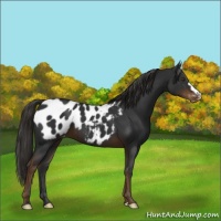 Horse Color:Liver Chestnut Appaloosa 