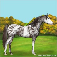Horse Color:White Spotted Liver Chestnut Appaloosa