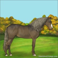 Horse Color:Liver Chestnut 