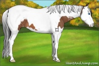 Horse Color:Bay Roan Splash Tobiano Appaloosa 